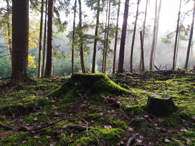 Bild mit dem Baumstamm ist von Jessica Mehlhorn - Foto von Gerhard Fleischmann