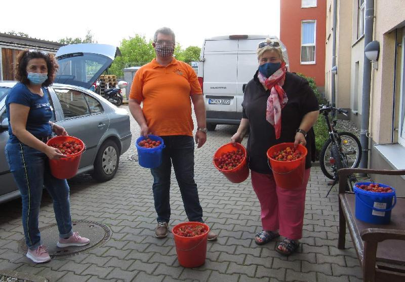 Wegen der Corona-Pandemie konnte das Evergreen-Erdbeerfest nicht in gewohnter Form stattfinden. 3. Bürgermeister Manfred Schlosser (Mitte), Agnes Schlosser (r.) und ihre FW-Helferteam machten sich alleine an die Erdbeerernte. Sie füllten sechs Eimer mit den süßen Prachtexemplaren und übergaben diese an Evergreen-Betreuungsteam-Chefin Sifa Heldmann (l.). Diese bedankte sich herzlich für die Früchtespende. - Foto von Werner Schulz