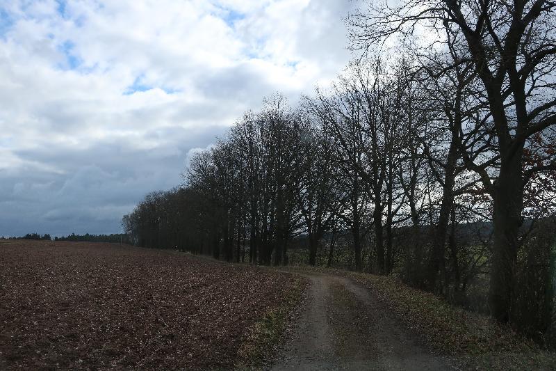 Eine lange Reihe Eichen säumt den Feldweg von der evangelischen Kirche in Hirschau bis zum Haidhof in Schnaittenbach - Foto von Gerhard Fleischmann