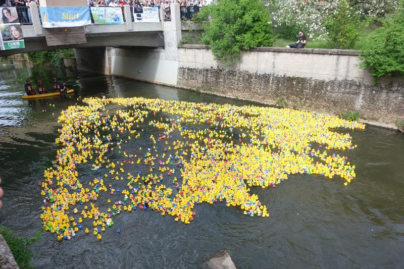 Rund 7.000 Entchen schwimmen am Sonntag in der Vils um die Wette und um attraktive Preise. - Foto von Uschald