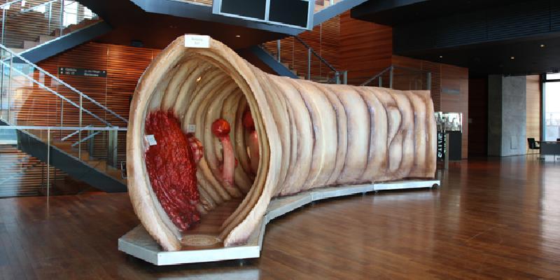 Das 2,05 Meter hohe, begehbare Modell am Stand des Ärzteverbunds Oberpfalz Mitte (ÄVOM) zeigt einen überdimensionalen Darmausschnitt. Es informiert anschaulich über den anatomischen Aufbau des Organs und seine Erkrankungen.  - Foto von www.organmodelle.de