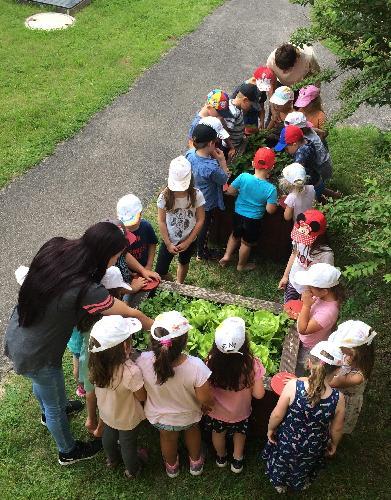 Unter der Regie von KiTa-Leiterin Christa Bauer (vorne l.) kümmerten sich die Mädchen und Jungen des Marienkindergartens engagiert um die von ihnen mit Kohlrabi, Karotten, Salat und Radieschen bestückten Hochbeete. - Foto von Werner Schulz
